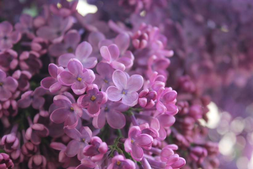濃烈綻放的紫色丁香花圖片