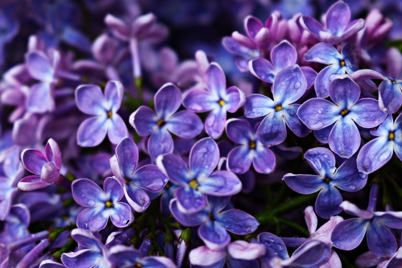 濃烈綻放的紫色丁香花圖片