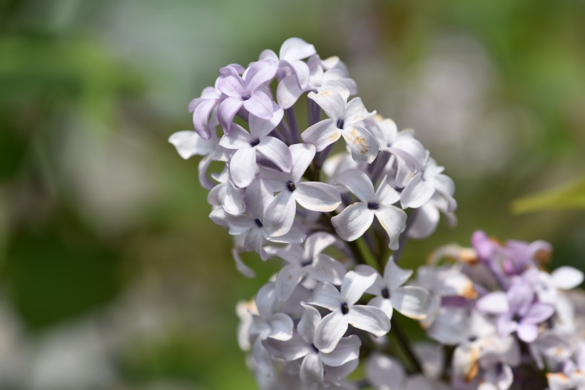 濃烈綻放的紫色丁香花圖片