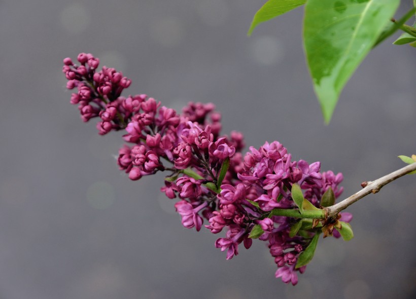 濃烈綻放的紫色丁香花圖片