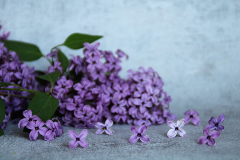濃烈綻放的紫色丁香花圖片