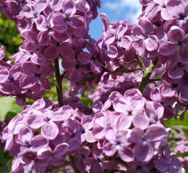 濃烈綻放的紫色丁香花圖片