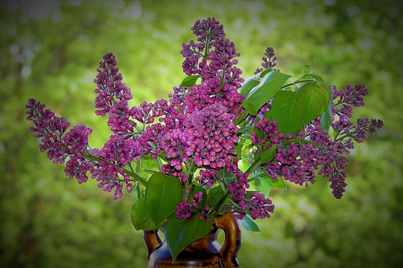濃烈綻放的紫色丁香花圖片
