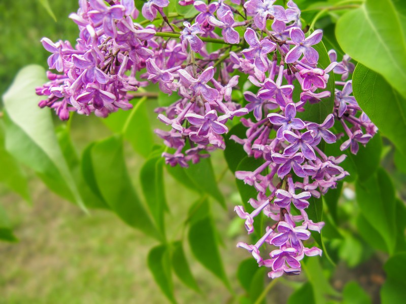 濃烈綻放的紫色丁香花圖片