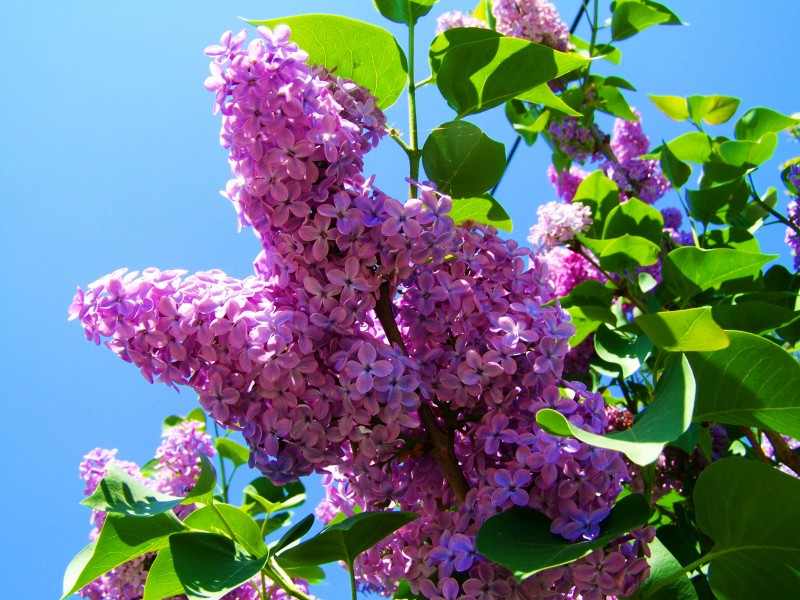 濃烈綻放的紫色丁香花圖片