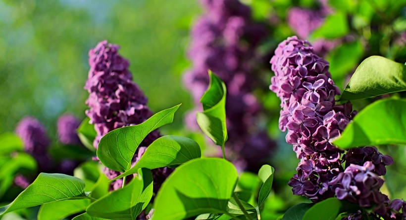 濃烈綻放的紫色丁香花圖片