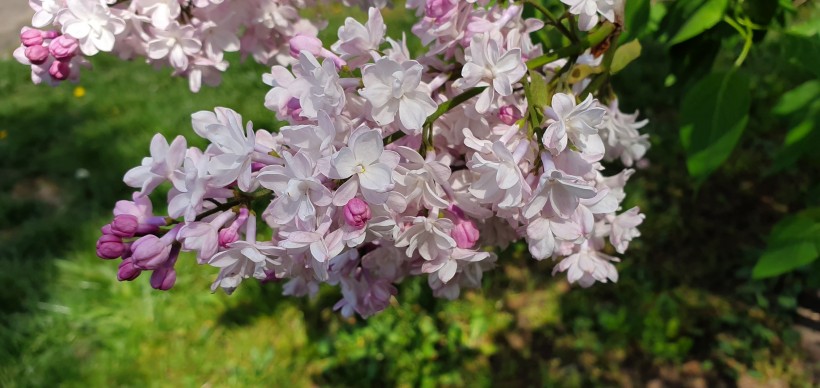 濃烈綻放的紫色丁香花圖片