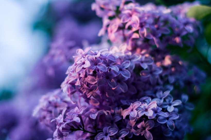 濃烈綻放的紫色丁香花圖片