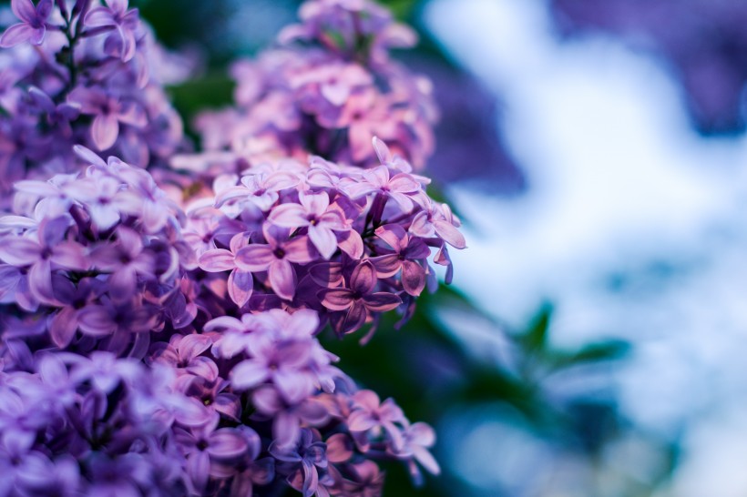 濃烈綻放的紫色丁香花圖片