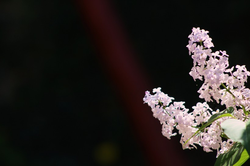 濃烈綻放的紫色丁香花圖片
