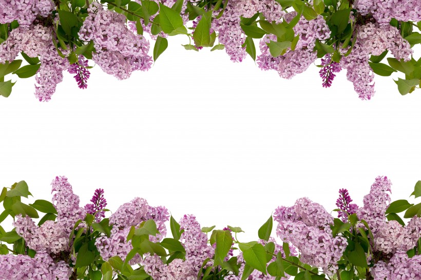 濃烈綻放的紫色丁香花圖片