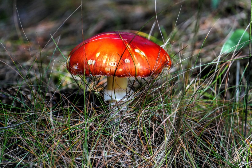 森林裡紅色野生毒蘑菇圖片