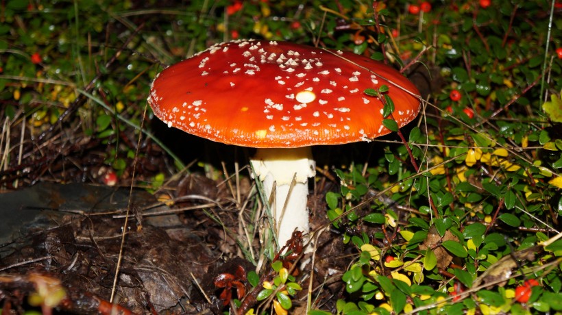 森林裡紅色野生毒蘑菇圖片
