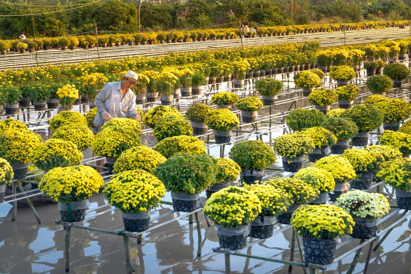 水上花圃圖片