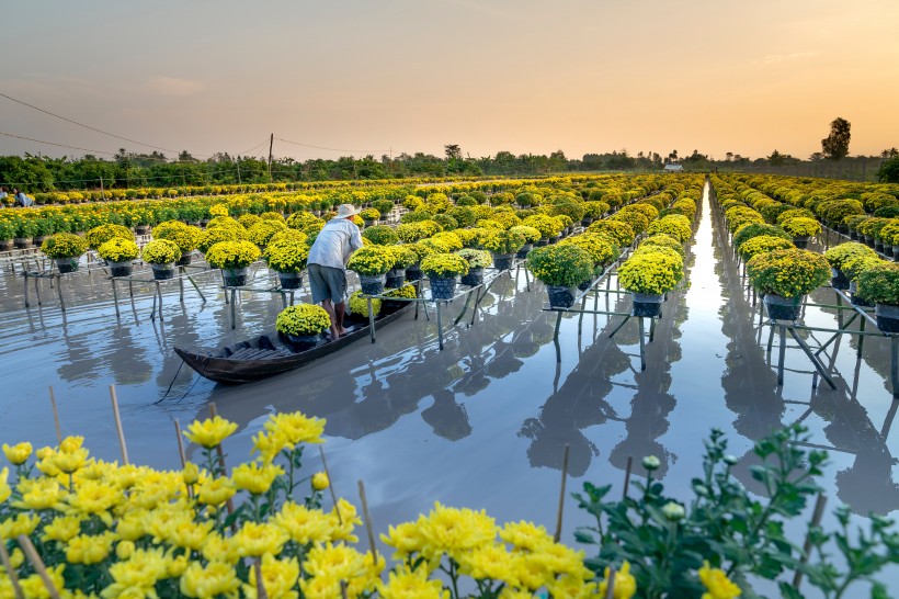 水上花圃圖片