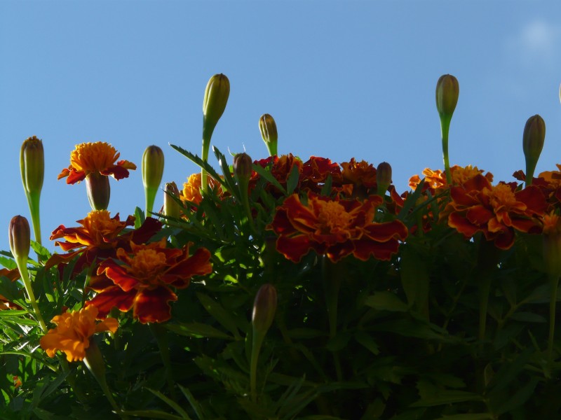 美麗的橙色金盞菊圖片