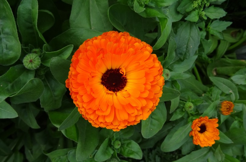 美麗的橙色金盞菊圖片