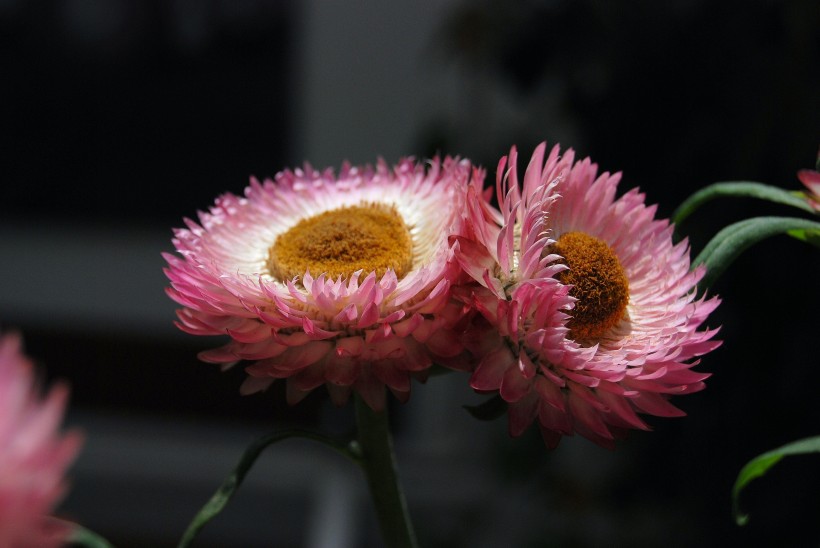 色澤絢麗的蠟菊圖片