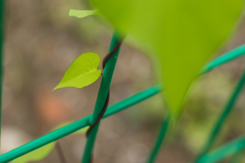 綠色欄杆上的爬山虎圖片