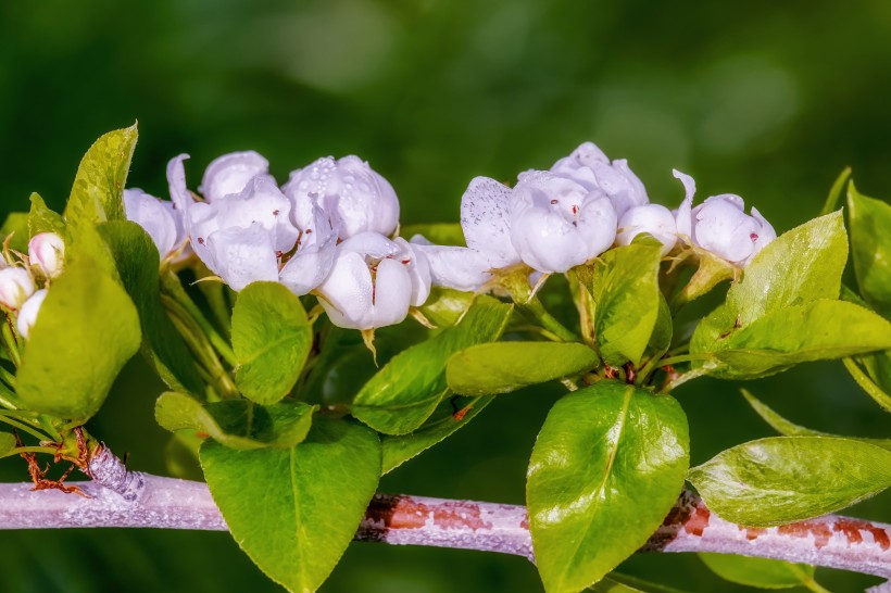 一樹潔白如雪的梨花圖片