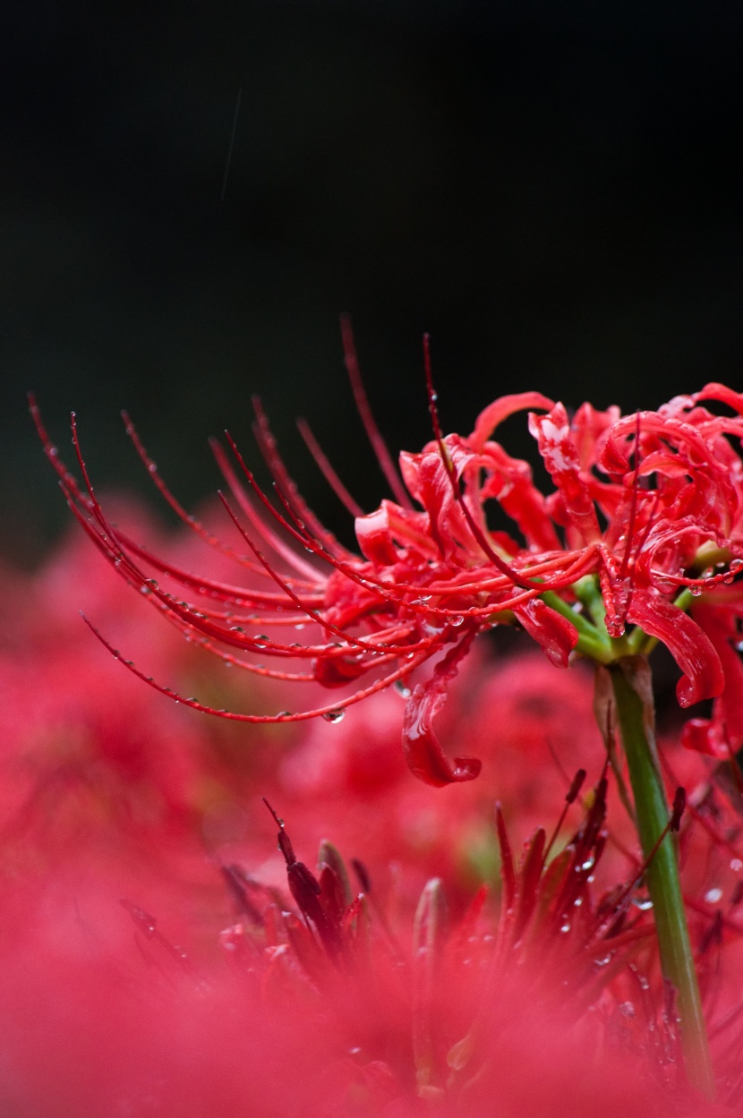 紅色曼珠沙華特寫圖片