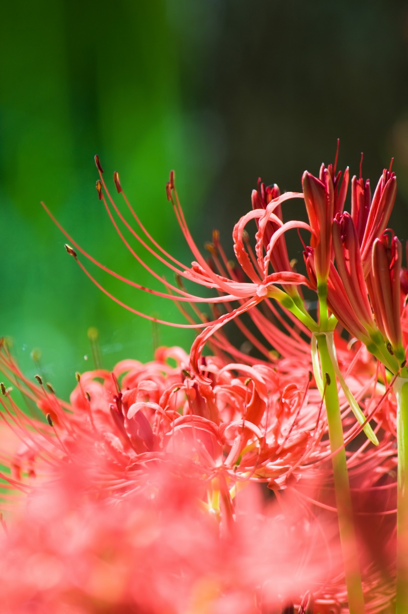 紅色曼珠沙華特寫圖片