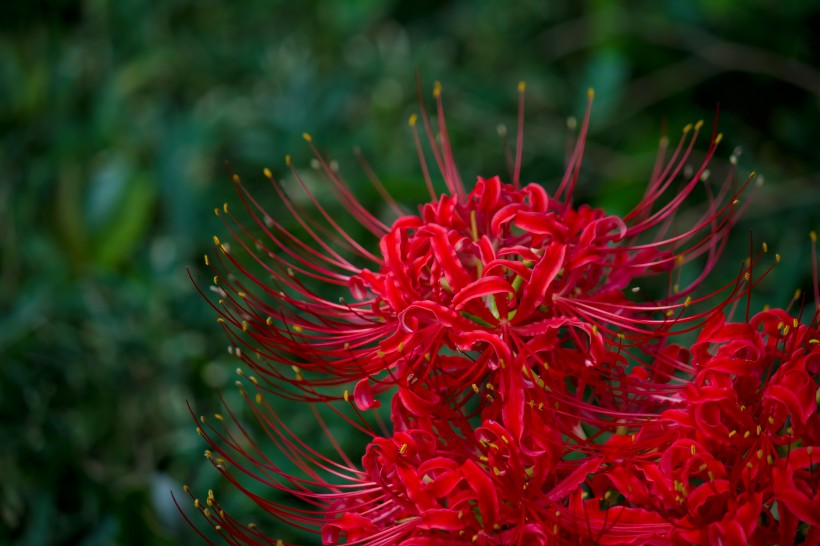 紅色曼珠沙華特寫圖片