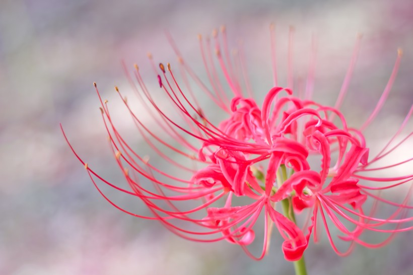 紅色曼珠沙華特寫圖片