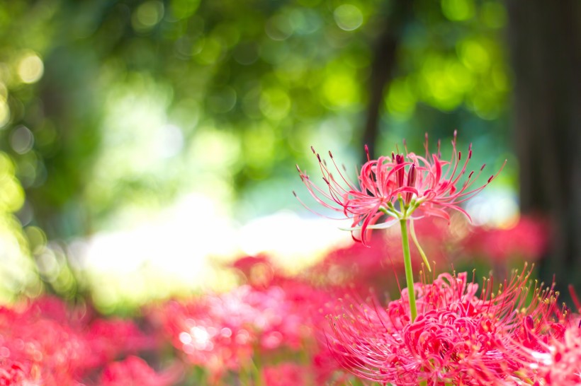 紅色曼珠沙華特寫圖片