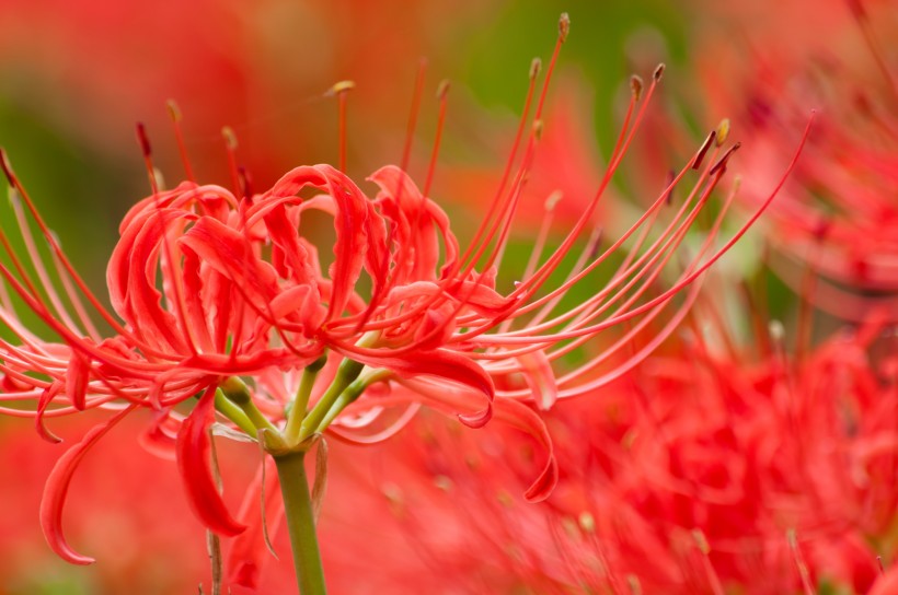 紅色曼珠沙華特寫圖片