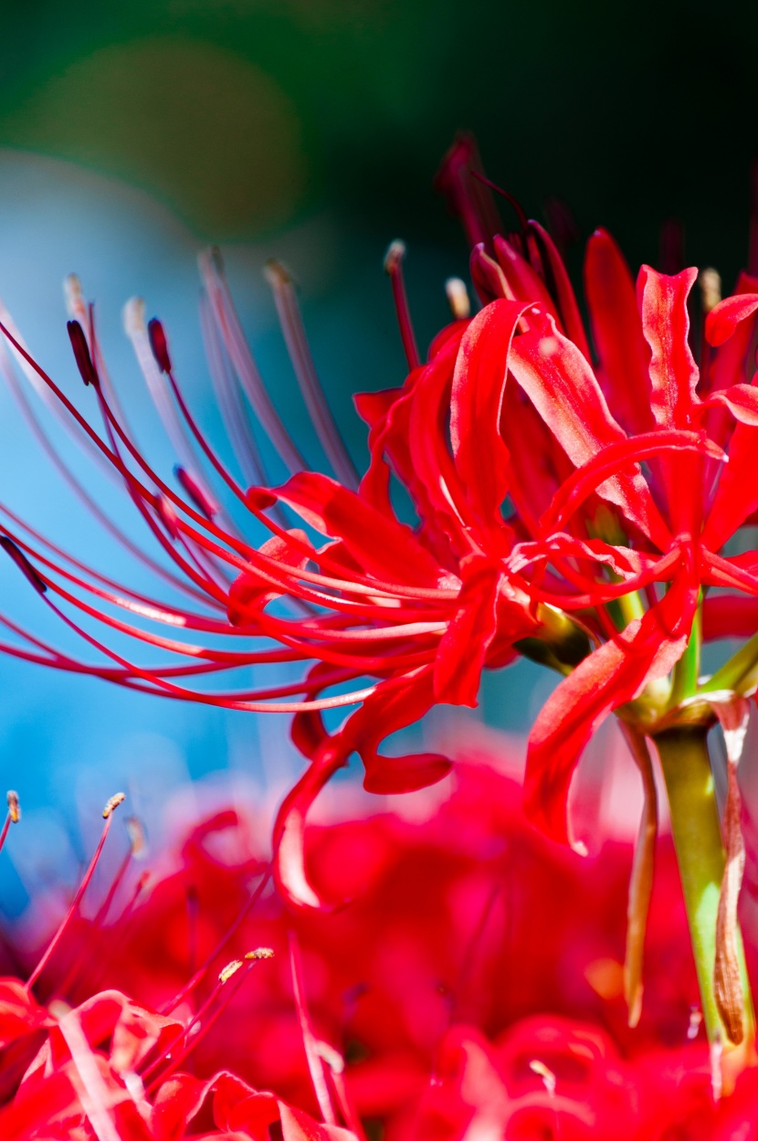 紅色曼珠沙華特寫圖片