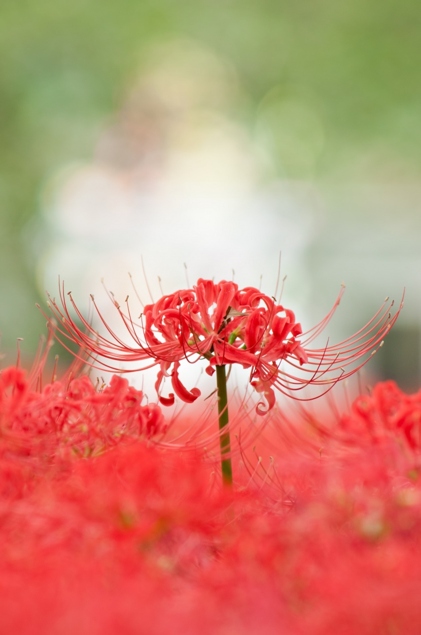 紅色曼珠沙華特寫圖片