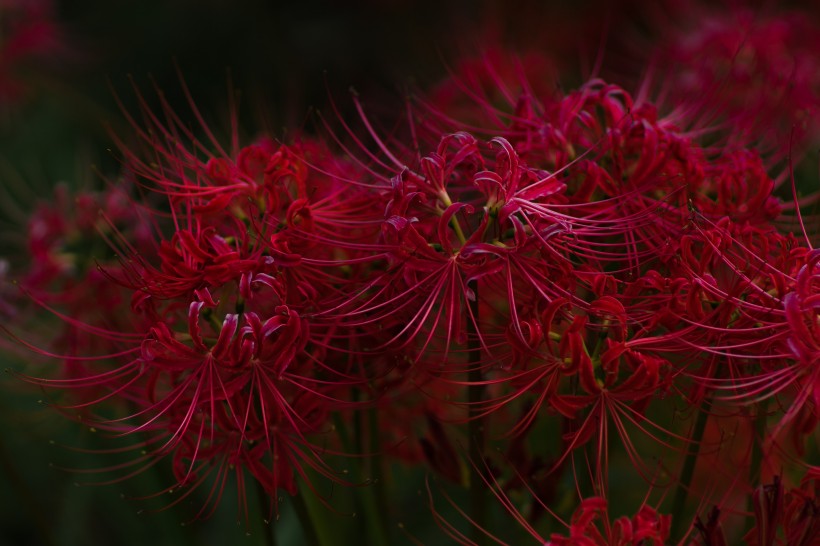 紅色曼珠沙華特寫圖片