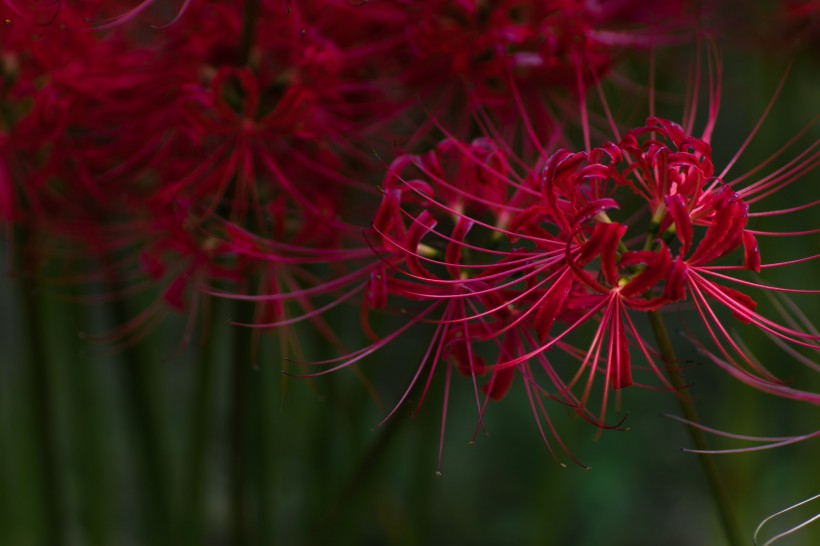 紅色曼珠沙華特寫圖片