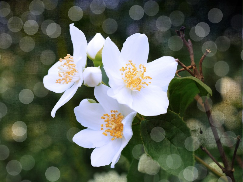 芳香潔白的茉莉花圖片