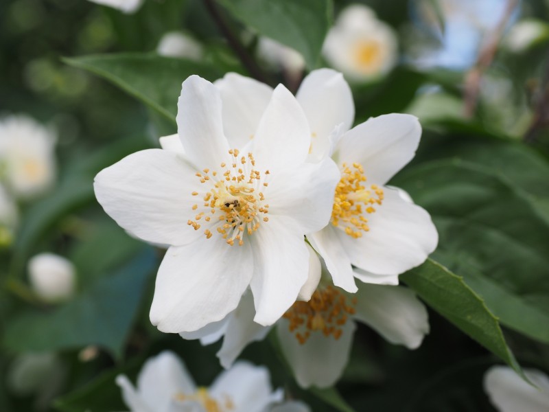 芳香潔白的茉莉花圖片