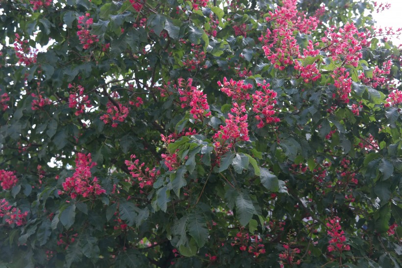 花序美麗的歐洲七葉樹花圖片
