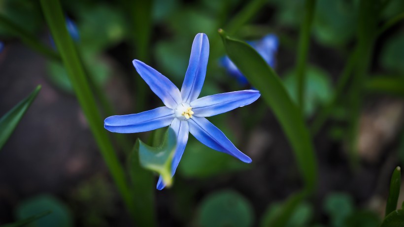 清新的藍星花圖片