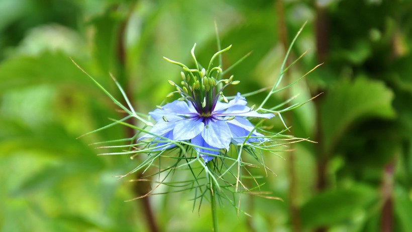 清新的藍星花圖片