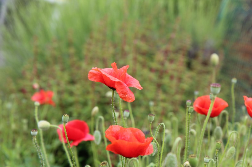 嬌豔的紅色罂粟花田圖片