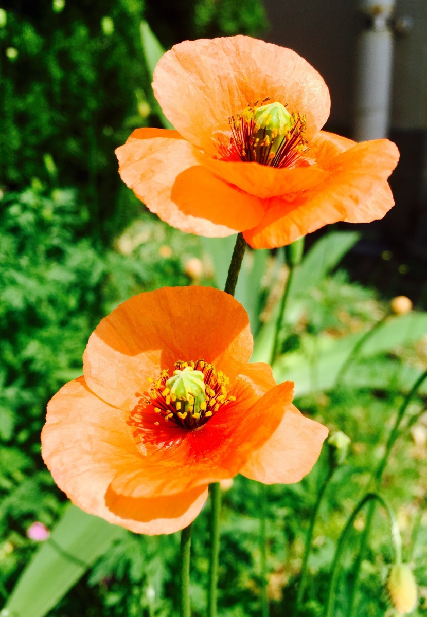 豔麗的橙色罂粟花圖片