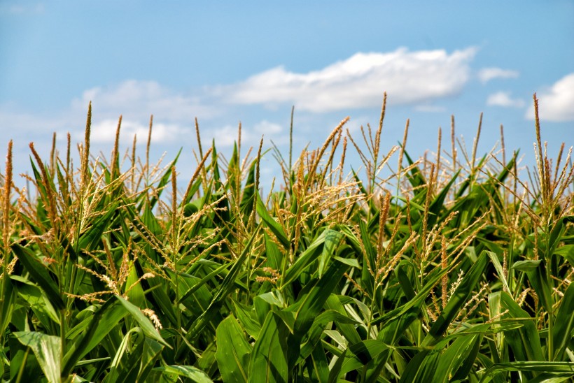廣闊的綠色玉米田圖片