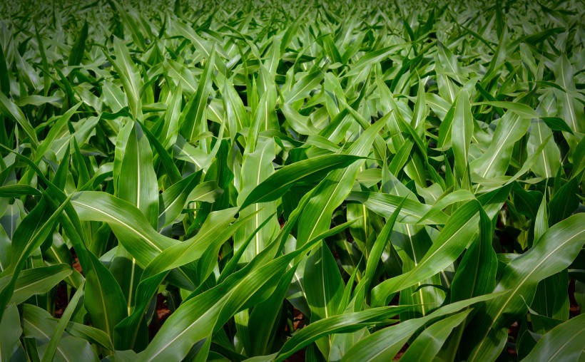 廣闊的綠色玉米田圖片