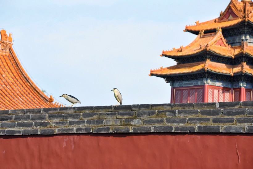 北京故宮建築風景圖片