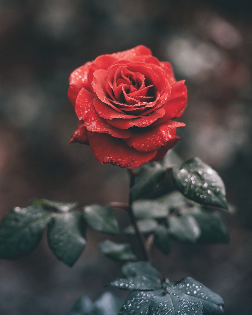 紅玫瑰高清圖片