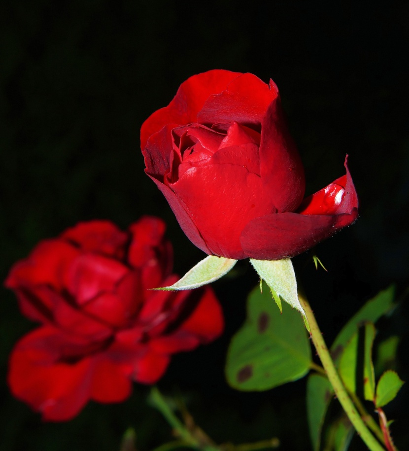 鮮豔的紅玫瑰圖片