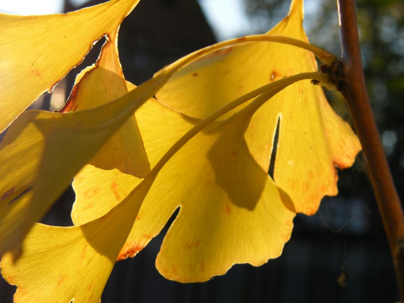 秋天唯美的金色銀杏樹葉圖片