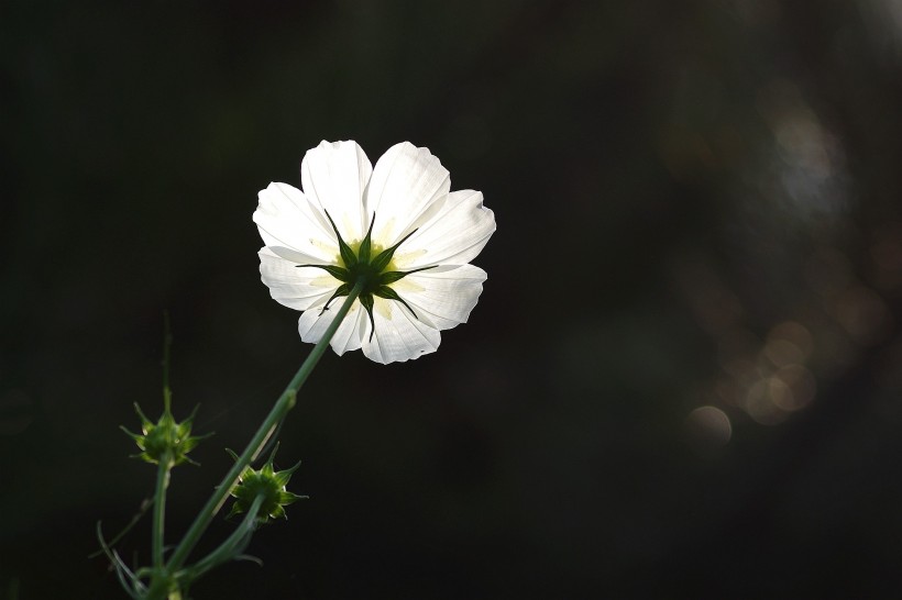 粉色波斯菊圖片