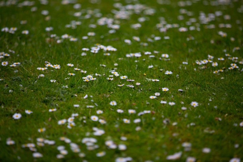 草地上的雛菊圖片