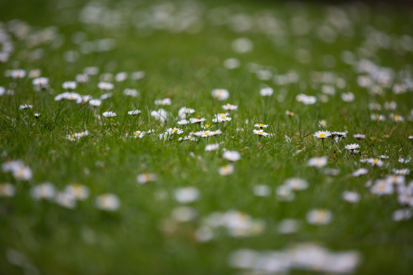 草地上的雛菊圖片